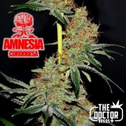 AMNESIA CORDOBESA * THE DOCTOR SEEDS 3 SEMI FEM 
