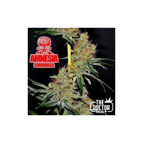 AMNESIA CORDOBESA * THE DOCTOR SEEDS 3 SEMI FEM 