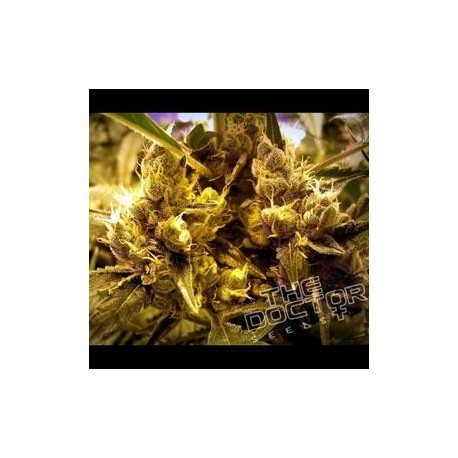 CALIFA # 13 * THE DOCTOR SEEDS 1 SEME FEM 