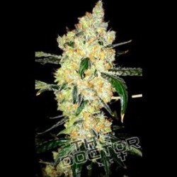 CHEESE SPECIAL * THE DOCTOR SEEDS 1 SEME FEM 