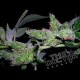 YUMBOLDT ORIGINAL * THE DOCTOR SEEDS 3 SEMI FEM 