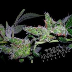 YUMBOLDT ORIGINAL * THE DOCTOR SEEDS 3 SEMI FEM 