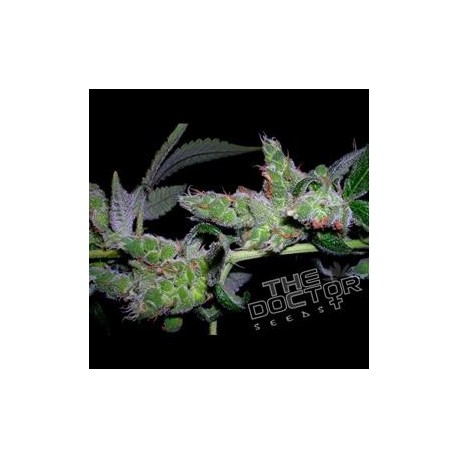 YUMBOLDT ORIGINAL * THE DOCTOR SEEDS 3 SEMI FEM 