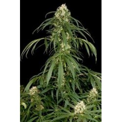 SUPER SILVER * DINAFEM SEEDS 10 SEMI FEM 