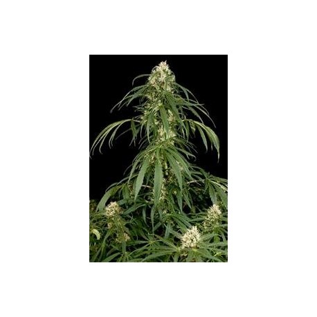 SUPER SILVER * DINAFEM SEEDS 10 SEMI FEM 