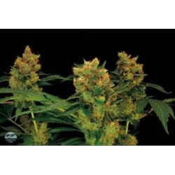 BLUE HASH * DINAFEM SEEDS 3 SEMI FEM