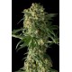 BIG KUSH * DINAFEM SEEDS 1 SEME FEM