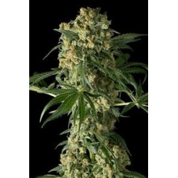 BIG KUSH * DINAFEM SEEDS 1 SEME FEM