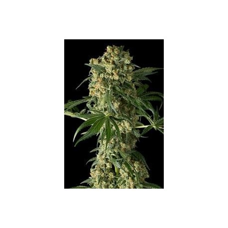 BIG KUSH * DINAFEM SEEDS 1 SEME FEM