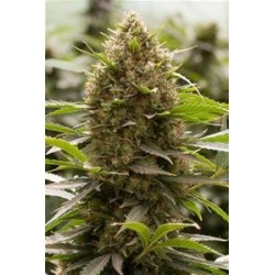 AMNESIA KUSH * DINAFEM SEEDS 1 SEME FEM