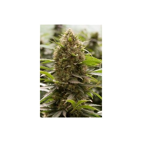 AMNESIA KUSH * DINAFEM SEEDS 3 SEMI FEM