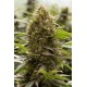 AMNESIA KUSH * DINAFEM SEEDS 5 SEMI FEM