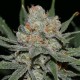 NEVIL BILBO AUTO * GENEHTIK SEEDS 1 SEME FEM