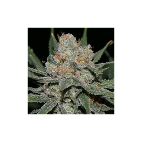 NEVIL BILBO AUTO * GENEHTIK SEEDS 1 SEME FEM