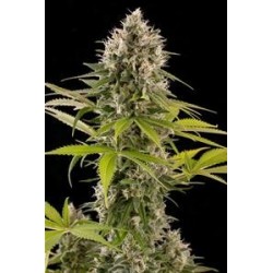 INDUSTRIAL PLANT * DINAFEM SEEDS 3 SEMI FEM 