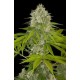 POWER KUSH * DINAFEM SEEDS 3 SEMI FEM