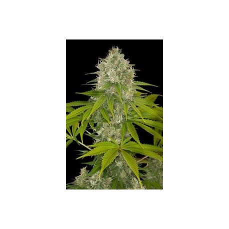 POWER KUSH * DINAFEM SEEDS 3 SEMI FEM