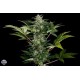 ROADRUNNER AUTOMATICA * DINAFEM SEEDS 3 SEMI FEM 