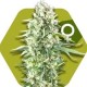 POWER PLANT XL * ZAMBEZA SEEDS 3 SEMI FEM