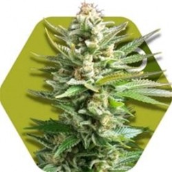 AMNESIA HAZE XL * ZAMBEZA SEEDS 10 SEMI FEM