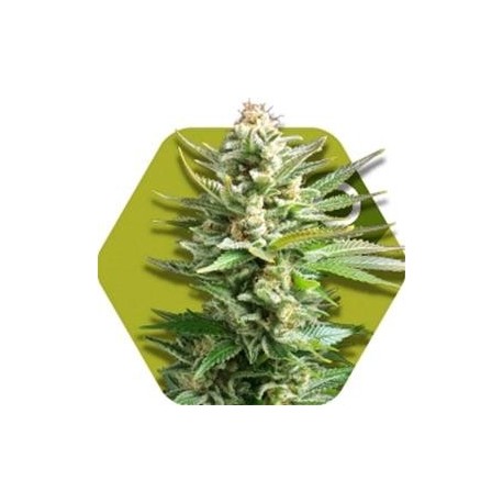 AMNESIA HAZE XL * ZAMBEZA SEEDS 10 SEMI FEM