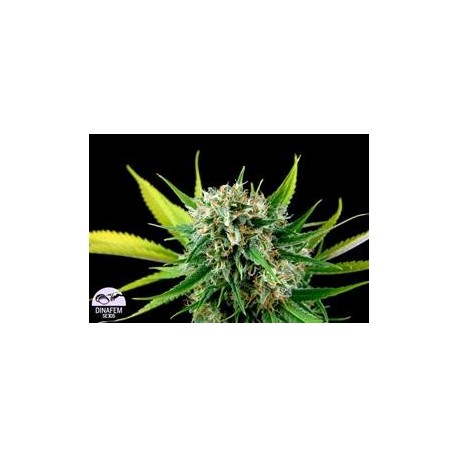 ROYALE HAZE * DINAFEM SEEDS 3 SEMI FEM