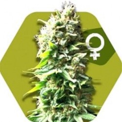 SKUNK * ZAMBEZA SEEDS 10 SEMI FEM