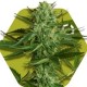 WHITE WIDOW HAZE * ZAMBEZA SEEDS 3 SEMI FEM