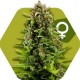 NYC DIESEL * ZAMBEZA SEEDS 3 SEMI FEM