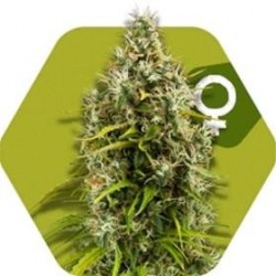 PINEAPPLE EXPRESS* ZAMBEZA SEEDS 3 SEMI FEM