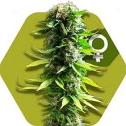 BLUE WIDOW * ZAMBEZA SEEDS 10 SEMI FEM