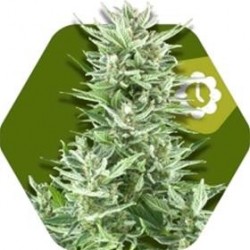 BIG BUD XXL-AUTO * ZAMBEZA SEEDS 10 SEMI FEM