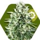 SUPER SILVER HAZE-AUTO * ZAMBEZA SEEDS 3 SEMI FEM