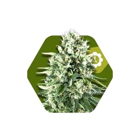 SUPER SILVER HAZE-AUTO * ZAMBEZA SEEDS 3 SEMI FEM