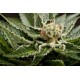 SHARK ATTACK * DINAFEM SEEDS 3 SEMI FEM