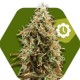 AK-47 XL-AUTO * ZAMBEZA SEEDS 10 SEMI FEM