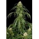 SUPER SILVER * DINAFEM SEEDS 3 SEMI FEM 