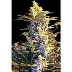 EASY RYDER AUTO * SEEDSMAN 1 SEME FEM 