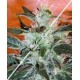 LOWRYDER # 2 AUTO NON FEMMINIZZATO * SEEDSMAN 10 SEMI REG