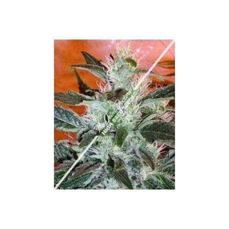 LOWRYDER # 2 AUTO NON FEMMINIZZATO * SEEDSMAN 10 SEMI REG