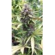 PURPLE RYDER AUTO * SEEDSMAN 1 SEME FEM