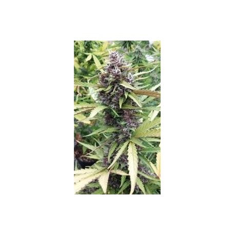 PURPLE RYDER AUTO * SEEDSMAN 1 SEME FEM