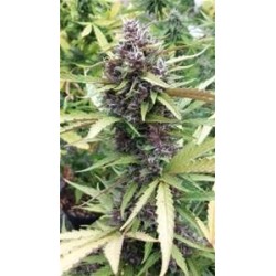 PURPLE RYDER AUTO * SEEDSMAN 5 SEMI FEM