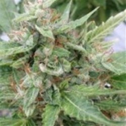 OGRE AUTO* SEEDSMAN 1 SEME FEM