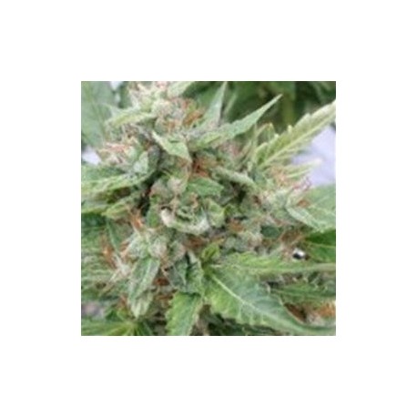 OGRE AUTO* SEEDSMAN 1 SEME FEM