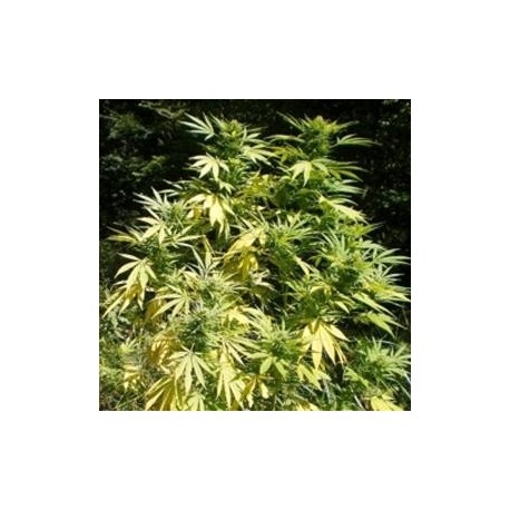 PURPUREA TICINENSIS *HELVETIC SEEDS 10 SEMI REG 