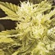 HEAVEN *HELVETIC SEEDS 5 SEMI REG 