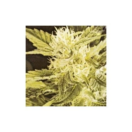 HEAVEN *HELVETIC SEEDS 5 SEMI REG 