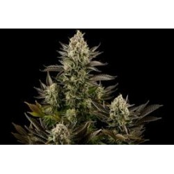 WHITE WIDOW * DINAFEM SEEDS 3 SEMI FEM 