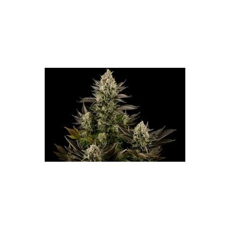 WHITE WIDOW * DINAFEM SEEDS 3 SEMI FEM 